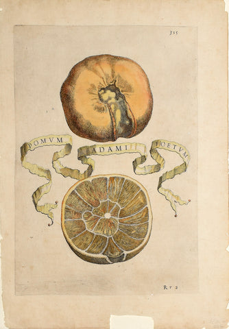 Giovanni Battista Ferrari (c. 1582 – 1655), editor, Plate 315