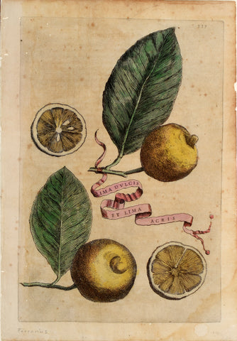 Giovanni Battista Ferrari (c. 1582 – 1655), editor, Plate 333