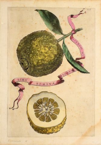 Giovanni Battista Ferrari (c. 1582 – 1655), editor, Plate 335