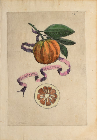 Giovanni Battista Ferrari (c. 1582 – 1655), editor, Plate 399
