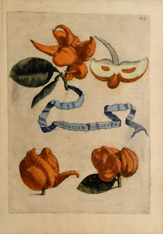 Giovanni Battista Ferrari (c. 1582 – 1655), editor, Plate 415