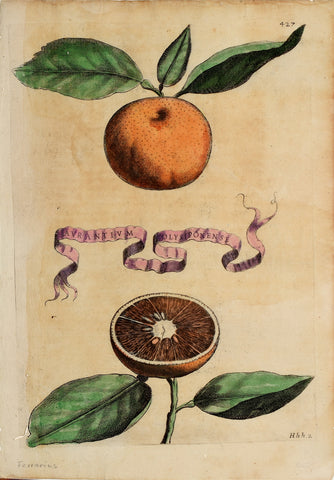 Giovanni Battista Ferrari (c. 1582 – 1655), editor, Plate 427