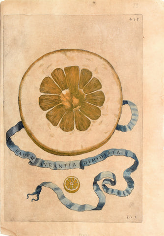 Giovanni Battista Ferrari (c. 1582 – 1655), editor, Plate 435