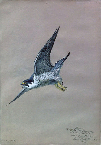 Louis Agassiz Fuertes (American, 1874 - 1927), Peregrine Falcon in Flight