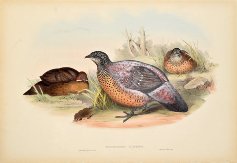 John Gould (1804-1881), Galloperdix Lunulosa (Painted Spurfowl)