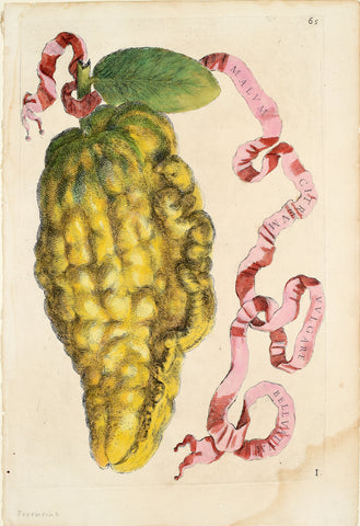 Giovanni Battista Ferrari (c. 1582 – 1655), editor, Plate 65