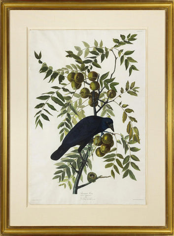 John James Audubon (1785-1851), Plate CLVI American Crow