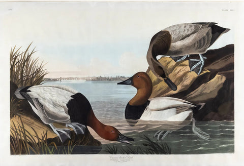 John James Audubon (1785-1851), Plate CCCI Canvas Backed Duck
