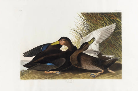 John James Audubon (1785-1851), Plate CCCII Dusky Duck