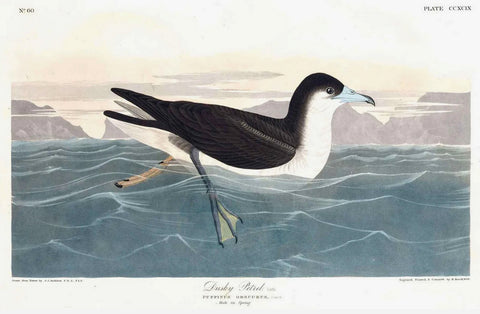 John James Audubon (1785-1851), Plate CCXCIX Dusky Petrel