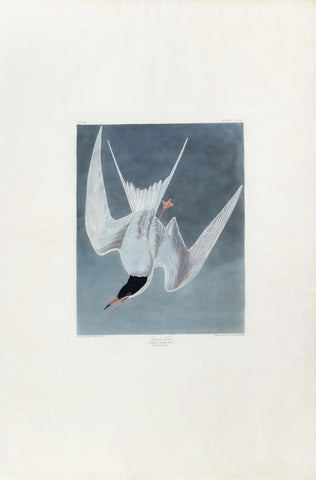John James Audubon (1785-1851), Plate CCCIX Great Tern