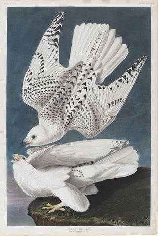 John James Audubon (1785-1851), Plate CCCLXVI Iceland or Jer Falcon