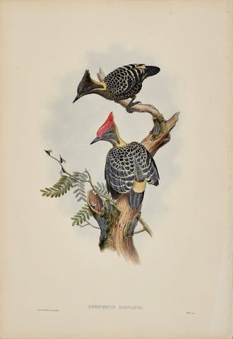 John Gould (1804-1881), Hemicercus Hartlaubi (Heart Spotted Woodpecker)