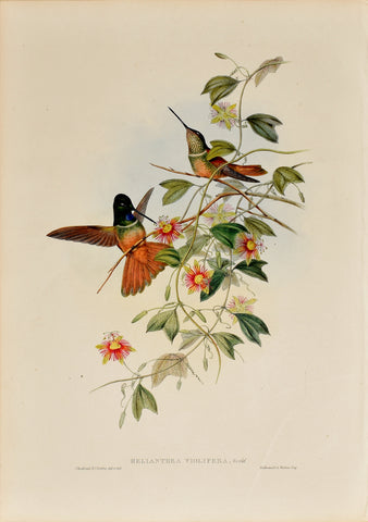 John Gould (1804-1881), Henianthea Violifera (Violet-throated Starfrontlet)