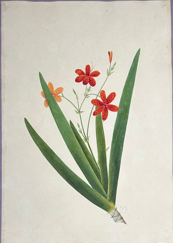 INDO-CHINESE or “STRAITS SCHOOL” (19th century), Album of Flowers and Fruits