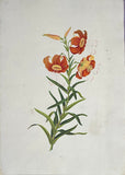 INDO-CHINESE or “STRAITS SCHOOL” (19th century), Album of Flowers and Fruits