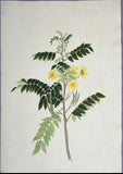INDO-CHINESE or “STRAITS SCHOOL” (19th century), Album of Flowers and Fruits