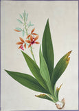 INDO-CHINESE or “STRAITS SCHOOL” (19th century), Album of Flowers and Fruits