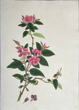 INDO-CHINESE or “STRAITS SCHOOL” (19th century), Album of Flowers and Fruits