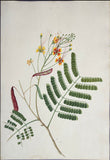 INDO-CHINESE or “STRAITS SCHOOL” (19th century), Album of Flowers and Fruits
