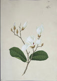 INDO-CHINESE or “STRAITS SCHOOL” (19th century), Album of Flowers and Fruits