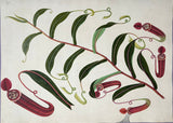 INDO-CHINESE or “STRAITS SCHOOL” (19th century), Album of Flowers and Fruits