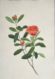 INDO-CHINESE or “STRAITS SCHOOL” (19th century), Album of Flowers and Fruits