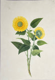 INDO-CHINESE or “STRAITS SCHOOL” (19th century), Album of Flowers and Fruits