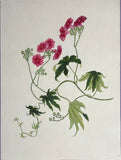 INDO-CHINESE or “STRAITS SCHOOL” (19th century), Album of Flowers and Fruits
