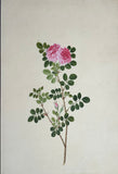 INDO-CHINESE or “STRAITS SCHOOL” (19th century), Album of Flowers and Fruits