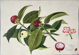 INDO-CHINESE or “STRAITS SCHOOL” (19th century), Album of Flowers and Fruits