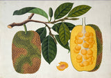 INDO-CHINESE or “STRAITS SCHOOL” (19th century), Album of Flowers and Fruits