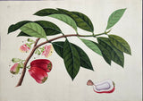 INDO-CHINESE or “STRAITS SCHOOL” (19th century), Album of Flowers and Fruits