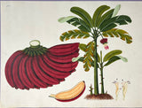 INDO-CHINESE or “STRAITS SCHOOL” (19th century), Album of Flowers and Fruits