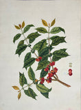 INDO-CHINESE or “STRAITS SCHOOL” (19th century), Album of Flowers and Fruits
