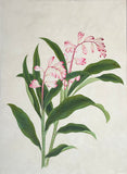 INDO-CHINESE or “STRAITS SCHOOL” (19th century), Album of Flowers and Fruits