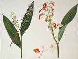 INDO-CHINESE or “STRAITS SCHOOL” (19th century), Album of Flowers and Fruits