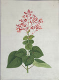 INDO-CHINESE or “STRAITS SCHOOL” (19th century), Album of Flowers and Fruits