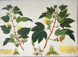 INDO-CHINESE or “STRAITS SCHOOL” (19th century), Album of Flowers and Fruits