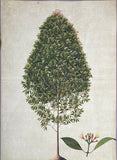 INDO-CHINESE or “STRAITS SCHOOL” (19th century), Album of Flowers and Fruits