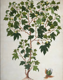INDO-CHINESE or “STRAITS SCHOOL” (19th century), Album of Flowers and Fruits