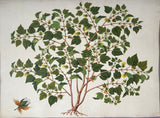 INDO-CHINESE or “STRAITS SCHOOL” (19th century), Album of Flowers and Fruits