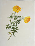 INDO-CHINESE or “STRAITS SCHOOL” (19th century), Album of Flowers and Fruits