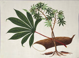 INDO-CHINESE or “STRAITS SCHOOL” (19th century), Album of Flowers and Fruits