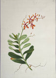 INDO-CHINESE or “STRAITS SCHOOL” (19th century), Album of Flowers and Fruits