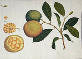 INDO-CHINESE or “STRAITS SCHOOL” (19th century), Album of Flowers and Fruits
