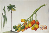 INDO-CHINESE or “STRAITS SCHOOL” (19th century), Album of Flowers and Fruits