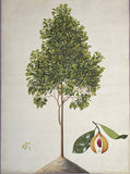 INDO-CHINESE or “STRAITS SCHOOL” (19th century), Album of Flowers and Fruits