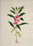 INDO-CHINESE or “STRAITS SCHOOL” (19th century), Album of Flowers and Fruits