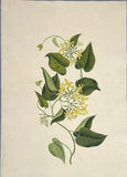 INDO-CHINESE or “STRAITS SCHOOL” (19th century), Album of Flowers and Fruits